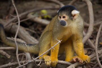 Closeup portrait of Golden Squirrel Monkey (Saimiri sciureus) sitting on branch and playing, Bolivia.