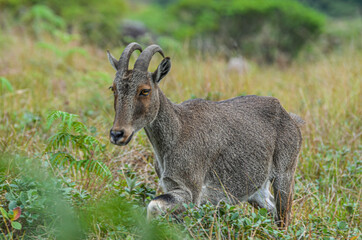 Nilgiri Tahr, a type of wild goat, a protected species found in the Neelgiri mountain ranges in India, almost on the verge of extinction.