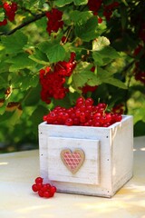 johannisbeeren ernte