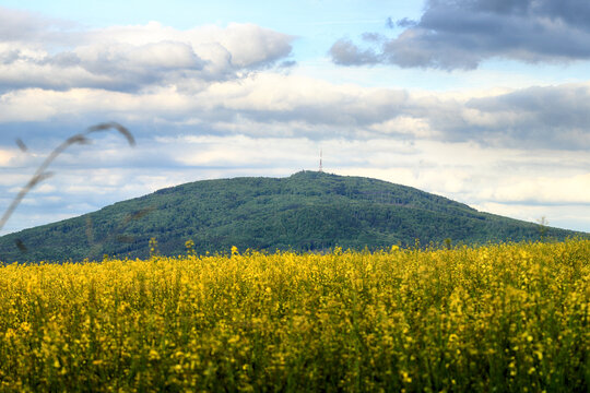 Sleza Mountain in may, surrounded by fields of flowering yellow rape. South-western Poland, Europe.