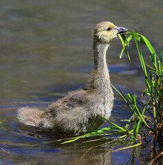 Young Gosling in Water Eating Grass