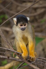 Head on closeup portrait of Golden Squirrel Monkey (Saimiri sciureus) sitting on branch looking at camera, Bolivia.