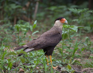 Closeup of Crested Caracara (Caracara plancus) hunting on ground, Bolivia.