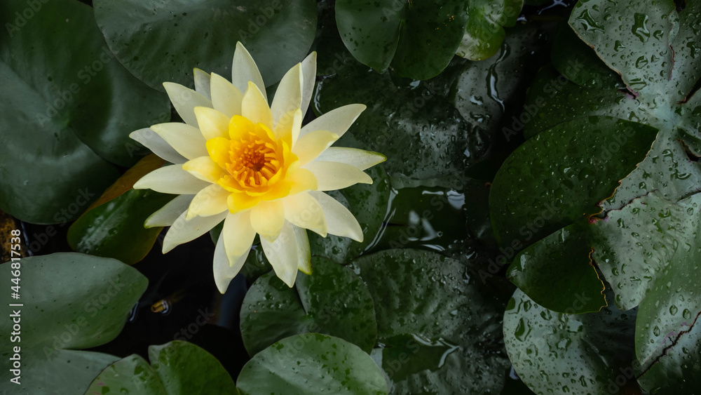 Wall mural Popular white lotus with yellow cone