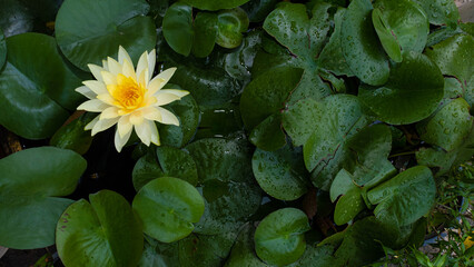 lotus flowers in a yellow and white fish bowl