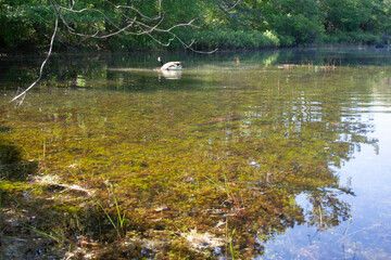 Goose on Lake
