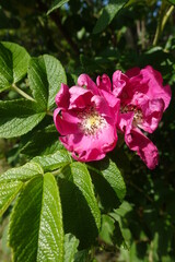 pink rose bush