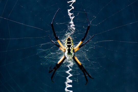 Black and yellow garden spider in zig zag web against a dark background