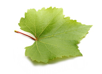 Young vine leaf isolated on white background with clipping path