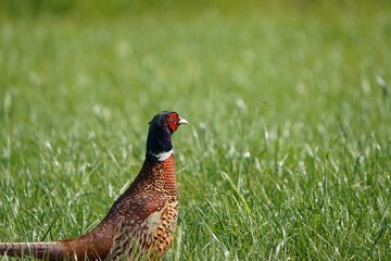 Fasan (Phasianus colchicus) auf der Wiese