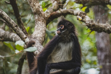 Spider Monkey in tree in Belize 