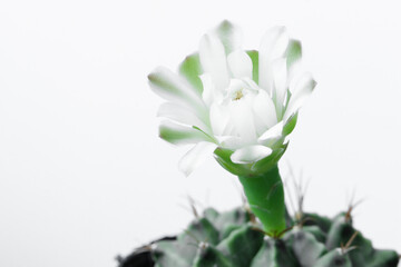 White flowers blooming on Gymnocalycium Mihanovichii cactus.