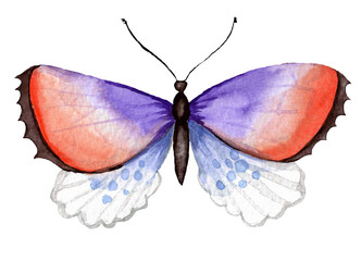 butterfly isolated on white, water color, purple, orange, black