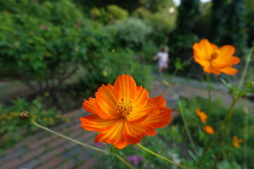 flower in the garden
