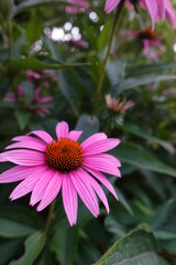 Obraz premium pink flower