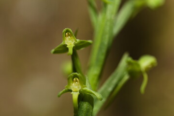 habenaria orchid