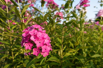 pink flowers in the garden