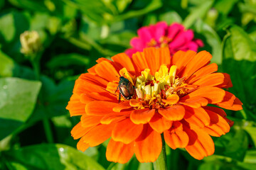 A Japanese beetle rests on the petals of a large orange zinnia flower. 