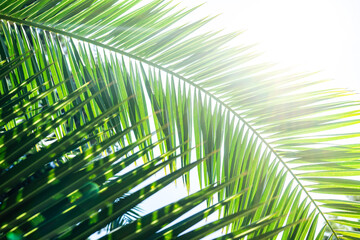Obraz na płótnie Canvas Palm tree leaves as a natural background