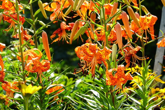 PrachtLilie Bilder Durchsuchen 831 Archivfotos, und