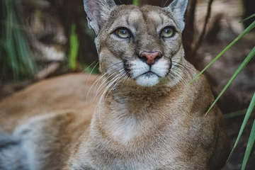Zelfklevend Fotobehang portrait of a cougar © @foxfotoco