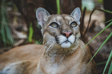 portrait of a cougar