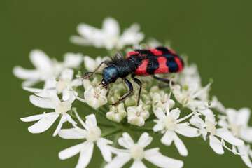 Trichodes apiarius, hairy small beetle with bright red colour and black bands crawling on a white wild flower.