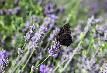 butterfly on lavender