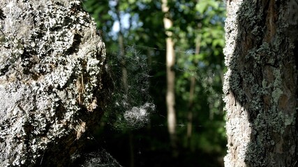 Thin fluffy spider web hangs between massive tree trunks in a green pine forest. A small spider web flutters in the wind. Sunny summer day in the wild forest