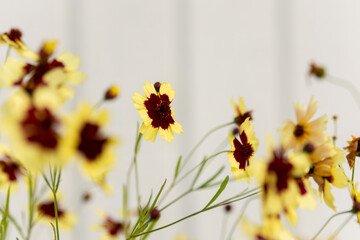 a yellow and red plain flower with a white background
