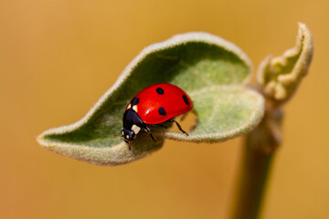 seven-spot ladybird on leaf in nature