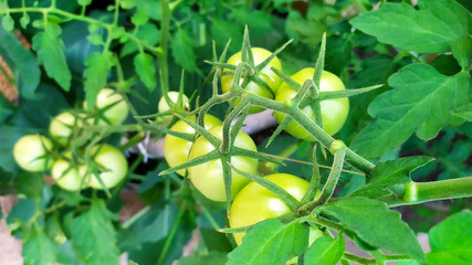 A bunch of green tomatoes. Unripe tomatoes are hanging on a bush in a greenhouse.