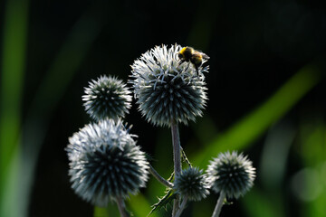 Naturfoto Impression mit Spotlight auf Blüten von Kugeldisteln mit Hummel bei der Suche nach...
