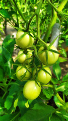 A bunch of tomatoes. Green tomatoes are hanging on a bush in a greenhouse.