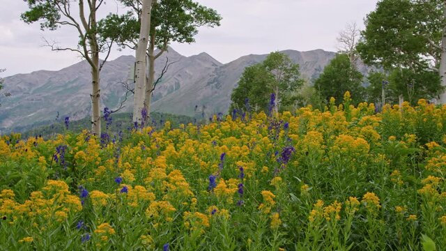 Mountain meadow covered in yellow and purple flowers in Utah in the Nebo Wilderness.