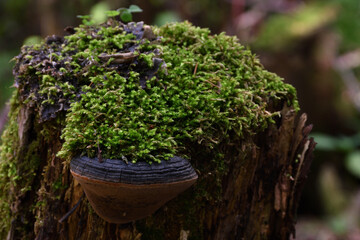 Close-up of a false tinder fungus, with a characteristic dark cracked top, on an old stump covered with green moss, on a sunny day in the shade of a mixed forest, with pronounced bokeh.