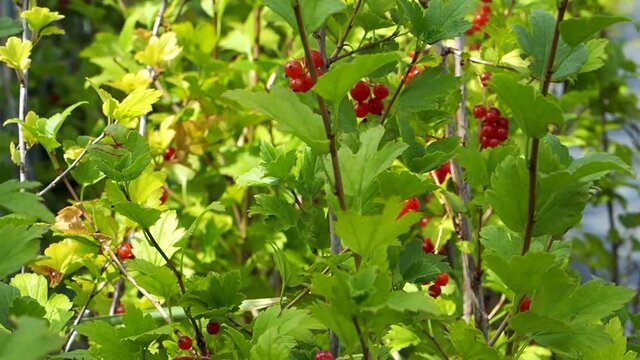 Red currant bush. Harvest of red currant berries on the bush. High quality FullHD footage