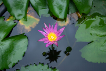 water lily in the pond