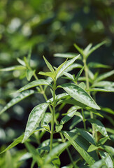 Closeup of Indian medicinal plant chirata / creat or green chiretta, popularly known as Kalmegh in...