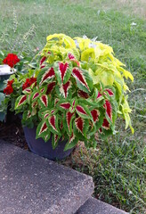 Variegated Coleus Leaves, Red and Green, Potted Plant Decoration