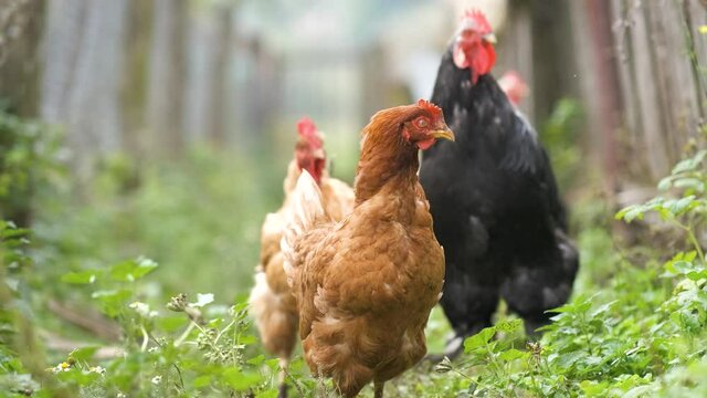 Chicken feeding on traditional rural barnyard. Hens on barn yard in eco farm. Free range poultry farming concept.