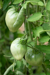 Greenhouse tomatoes in the greenhouse. A bunch of unripe green tomatoes growing in a greenhouse on a sunny day.