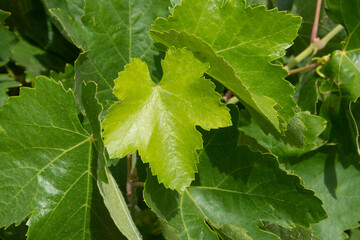 Hoja de vid en vi&ntilde;edo de uva blanca en verano