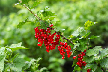 red currant bush, red currant berries, red berries of a currant