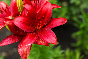 close up of red lily, close up of red flower, red lily flower