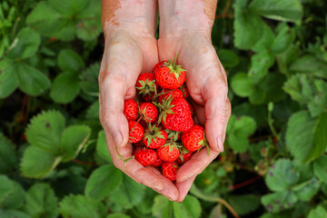 handful of strawberries, strawberries in hands