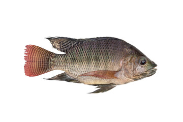 Nile tilapia fish isolated on white background with Clipping Path
