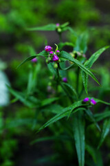 dragonfly on a flower, purple flower