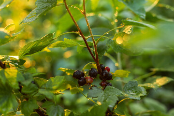 berries of a currant, black currant