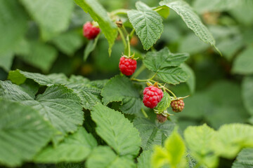raspberry on a bush, wild strawberry on a bush